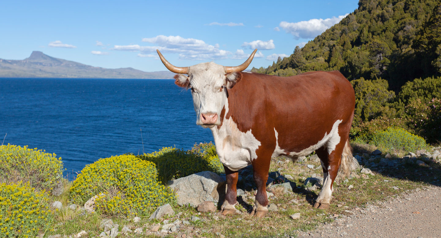 Kuh in Padagonia