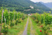 Weinplantage in Vaduz