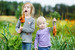 Kleine Kinder beim Karotten ernten