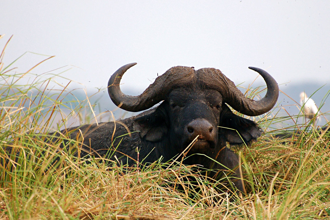 Büffel im Chobe Nationalpark