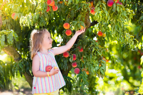 Mädchen pflückt Pfirsiche vom Baum