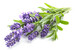 Lavendel-Pflanze mit Blüte