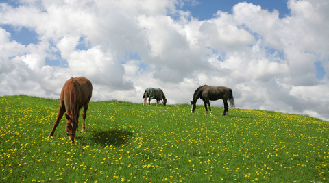Pferde auf der Weide in Dänemark