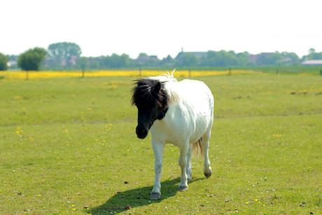 Pony auf der Weide