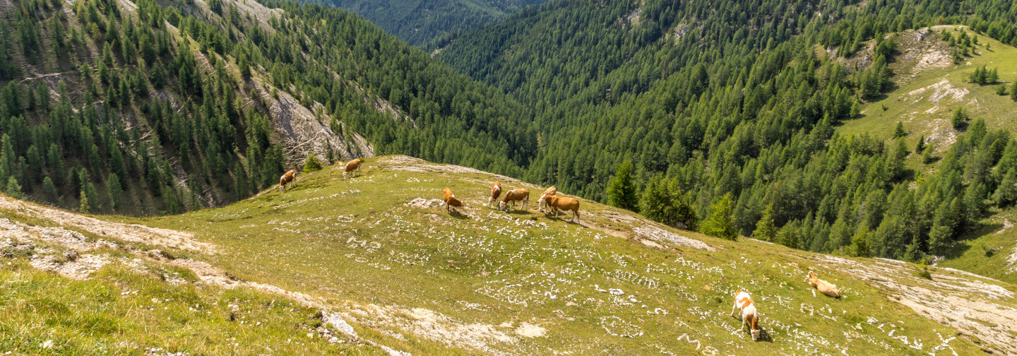 Almwiese in den Gurktaler Alpen