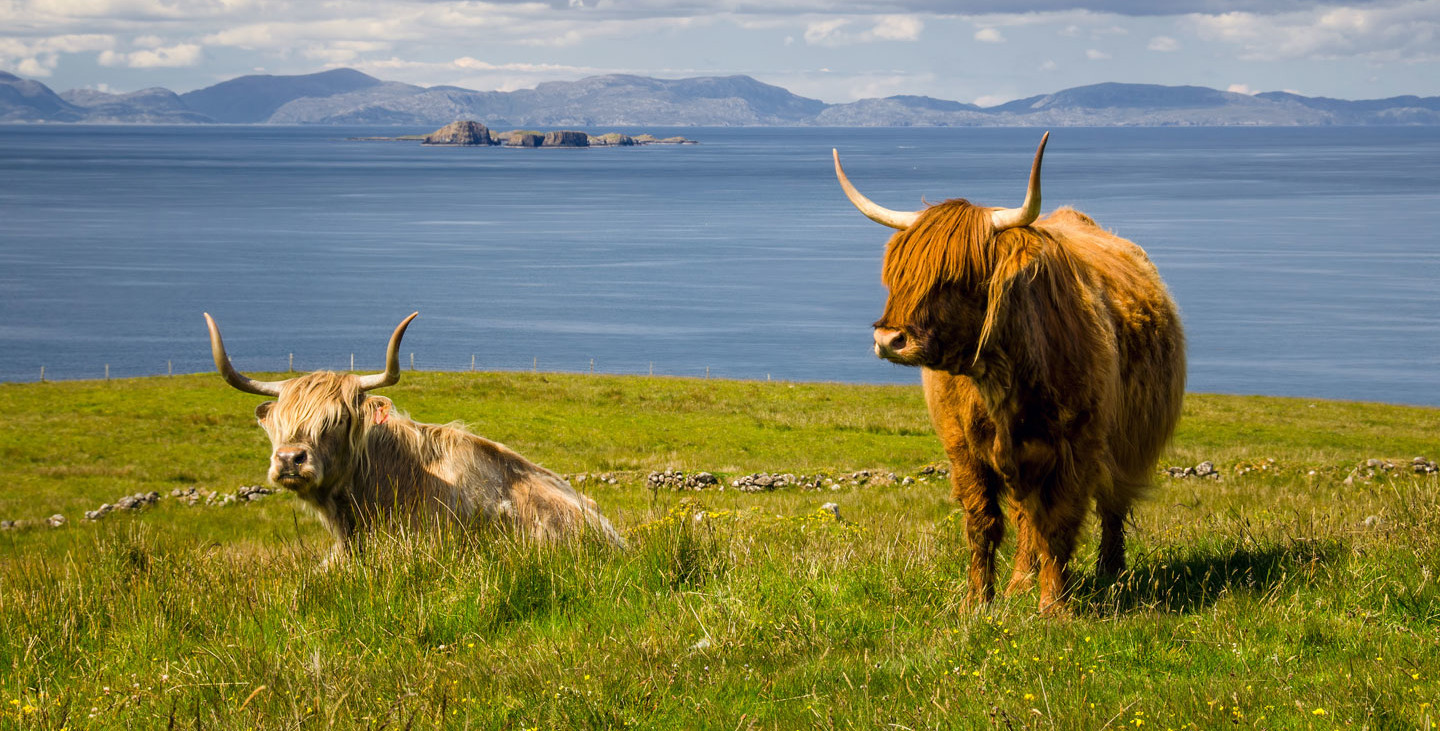 Hochland-Rinder in Schottland