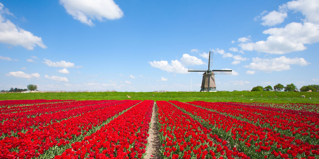 Tulpen und Windmühle in Holland