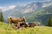 Viehwirtschaft mit Kühen auf einer Weide in den Bergen