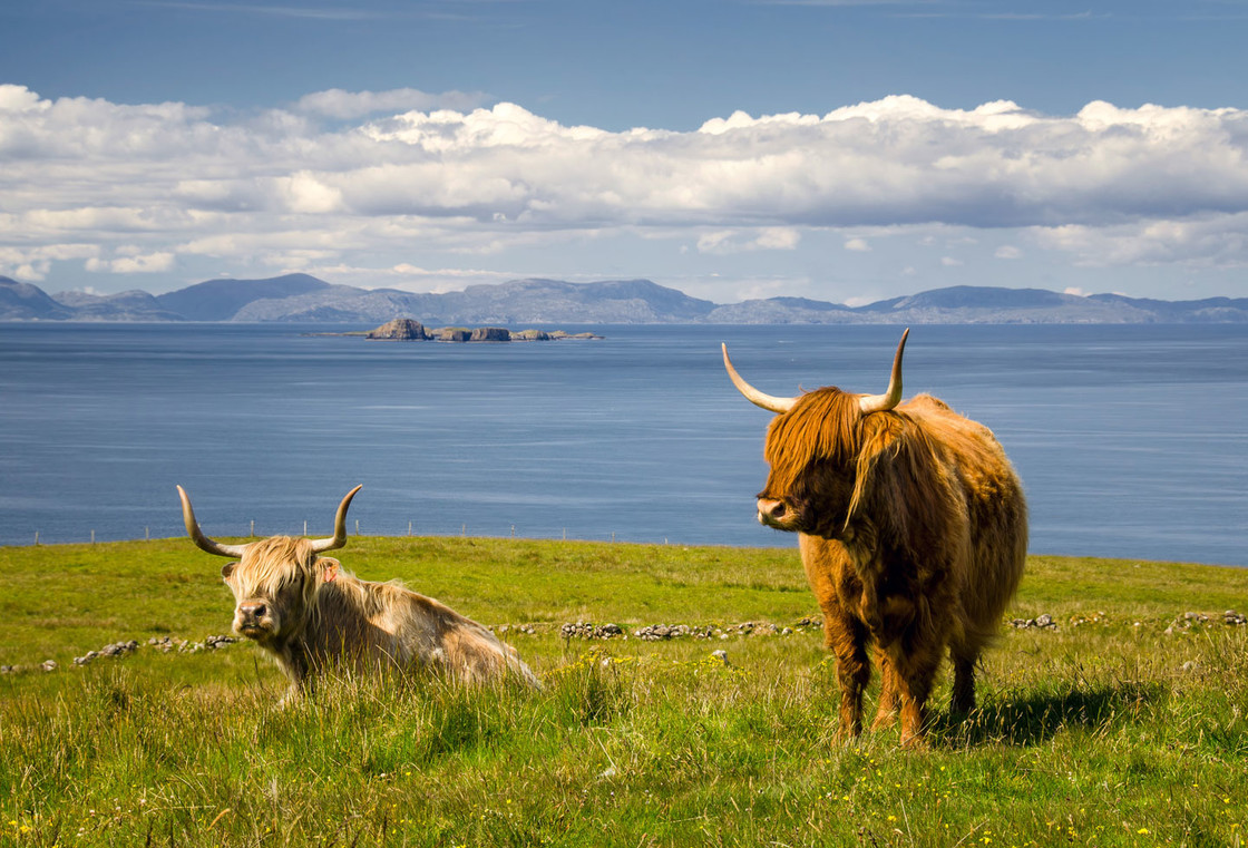 Hochland-Rinder in Schottland