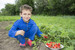 Junge auf dem Erdbeerfeld