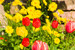 Rote und gelbe Tulpen, gelbe Blumen