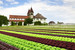 Salatfeld auf der Reichenau