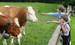 Besuch bei den Kühen auf der Weide