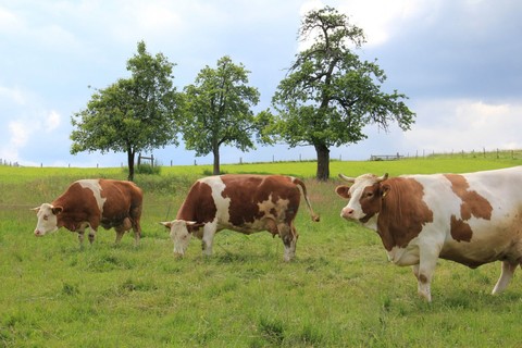 Kühe auf der Weide - lernen Sie unsere Tiere am Hof kennen