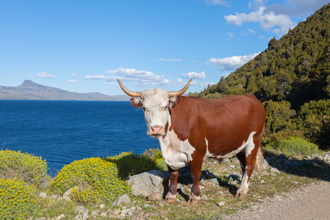 Kuh in Padagonia