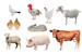 Möwe, Hahn, Huhn, Ziege, Wachtel, Kaninchen, Schaf, Schwein, Rind