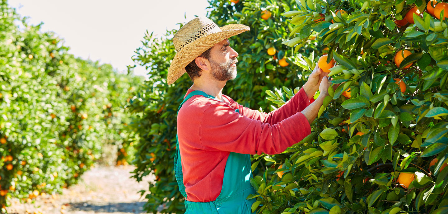 Bauer bei der Orangenernte in Spanien