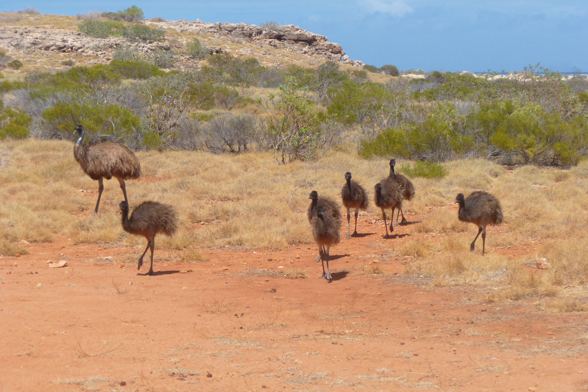 Emus im Outback