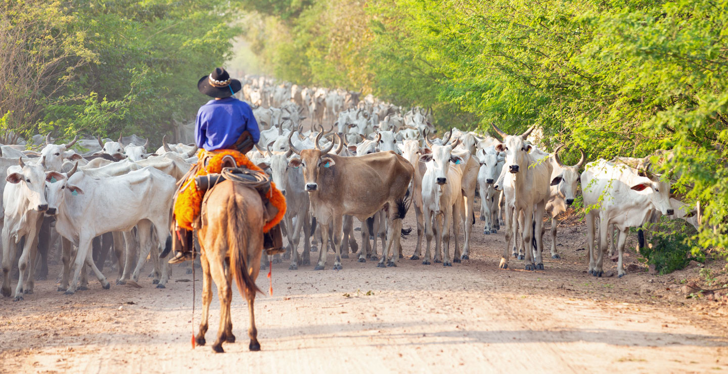 Viehherde in Paraguay